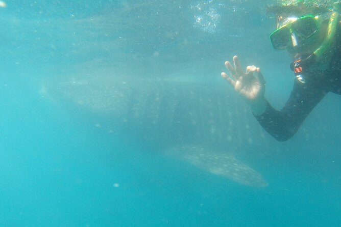 Whale Shark Swimming Adventure: Small Group with Marine Biologist - Practical advice for a smoother outing