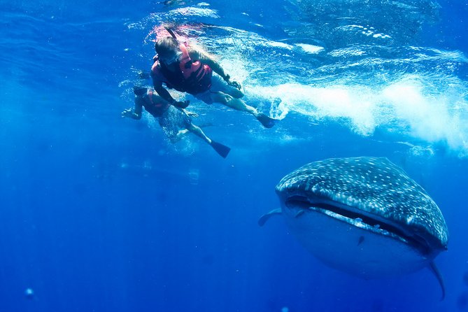 Whale Shark Swimming and Isla Mujeres Beach Tour - Why this whale shark trip is worth considering