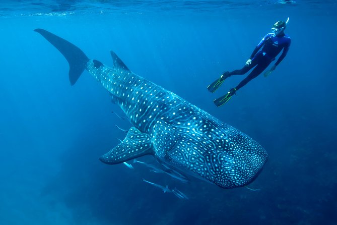 Whale Shark Swimming and Isla Mujeres Beach Tour - The long ride to the protected whale shark area