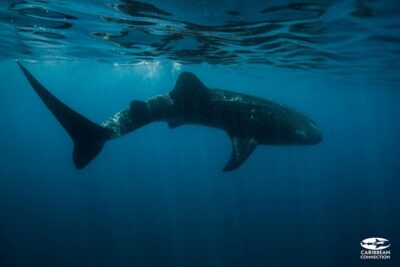 Whale Shark Swimming and Isla Mujeres Beach Tour