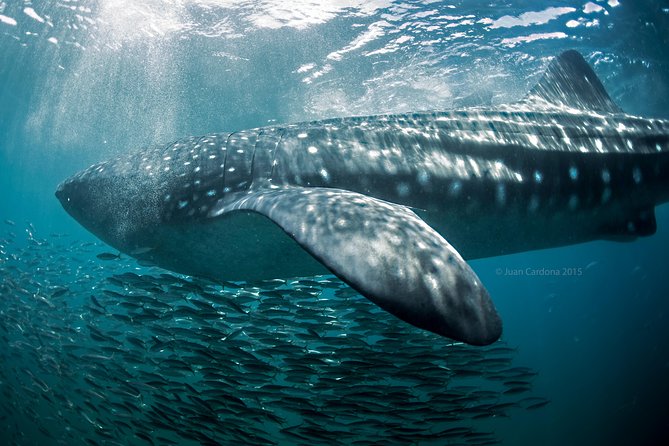 Whale Shark Swimming and Isla Mujeres Beach Tour - Playa Norte gives the day a softer second act