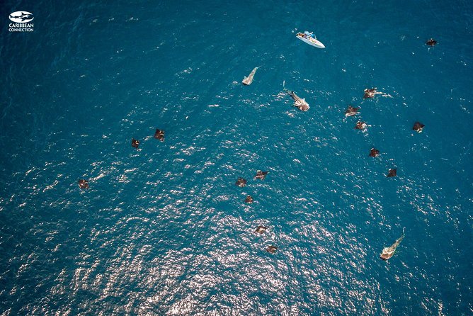 Whale Shark Swimming and Isla Mujeres Beach Tour - Timing, group size, and the realities of the day