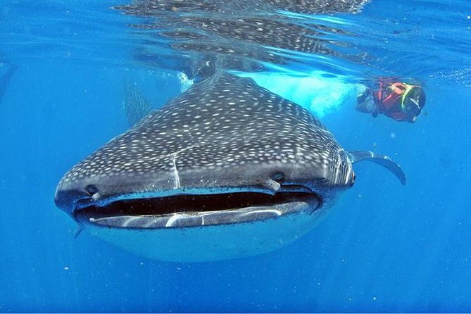 Whale Shark Tour from Cancun, Playa del Carmen, Tulum and Riviera Maya - An early start from four Riviera Maya bases