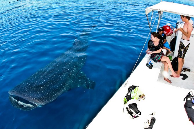 Whale Shark Tour from Cancun, Playa del Carmen, Tulum and Riviera Maya - Playa Norte, warm water, and fresh ceviche