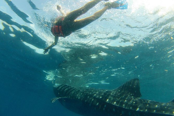 Whale Shark Tour from Holbox Island - Meeting the whale sharks after a two-hour run