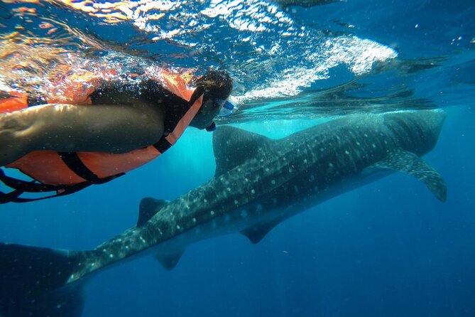 Whale Shark Tour from Holbox Island - Why a group of eight changes the day