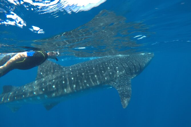Whale Shark Tour from Holbox Island - Is $210 a fair price?