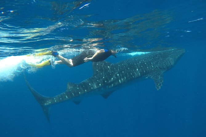 Whale Shark Tour from Holbox Island - What to pack for the early start