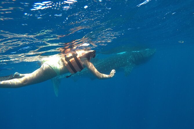 Whale Shark Tour from Holbox Island - Timing, weather, and cancellation rules