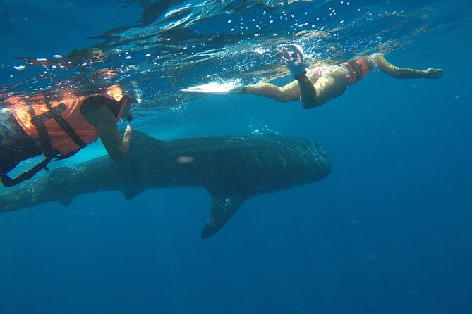Whale Shark Tour from Holbox Island - Who will enjoy this Holbox trip most?