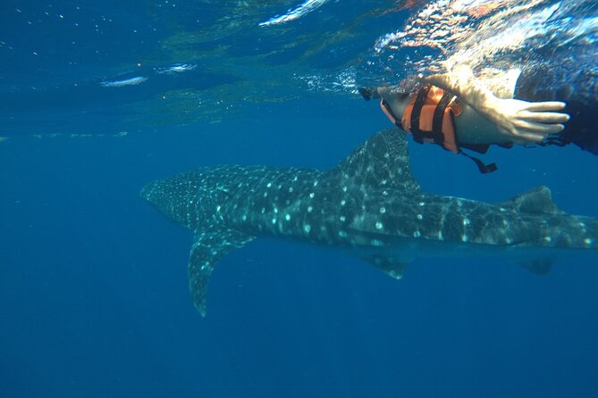 Whale Shark Tour from Holbox Island - Cabo Catoche, ceviche, and a slower second stop