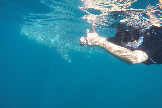 Whale sharks and sea lions snorkeling plus Balandra beach lunch - What You Get for the $250.92 Price