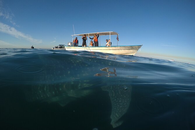 Whale sharks and sea lions snorkeling plus Balandra beach lunch - Meeting at 9:00 and Preparing for the Boat