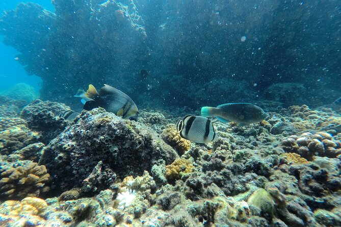 Whale sharks and sea lions snorkeling plus Balandra beach lunch - Who Will Enjoy This Tour Most