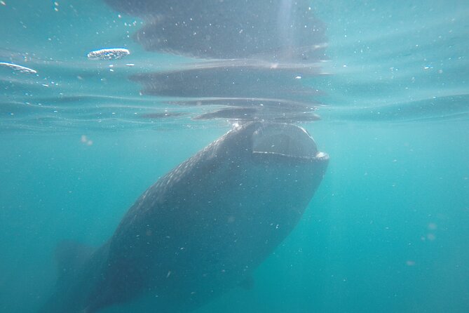 Whale sharks and sea lions snorkeling plus Balandra beach lunch - Weather, Visibility, and Realistic Expectations