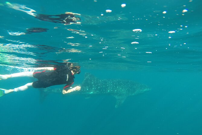 Whale sharks and sea lions snorkeling plus Balandra beach lunch - Should You Book the MeXplore Whale Shark Tour?