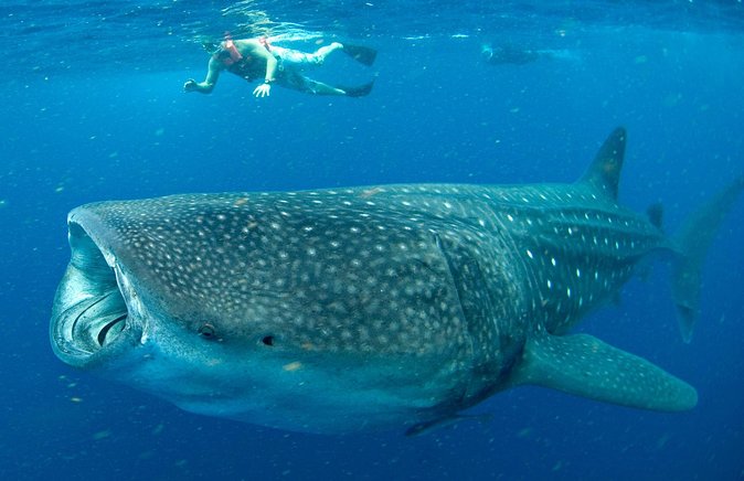 Whale Sharks Small-Group Tour in Cancun and Riviera Maya - The real experience: fast swims with gentle giants