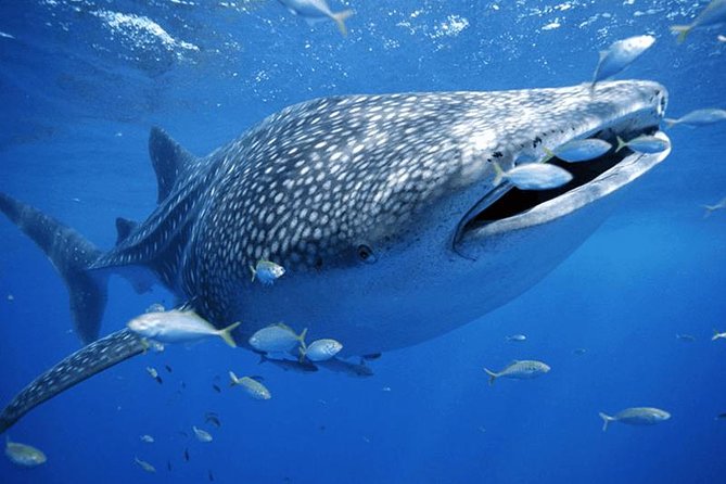 Whale Sharks Small-Group Tour in Cancun and Riviera Maya - The boat ride and the search offshore