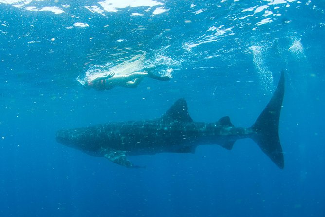 Whale Sharks Small-Group Tour in Cancun and Riviera Maya - Entering the water in pairs