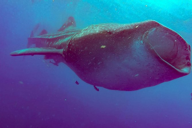 Whale Sharks Small-Group Tour in Cancun and Riviera Maya - What the $160 price really covers