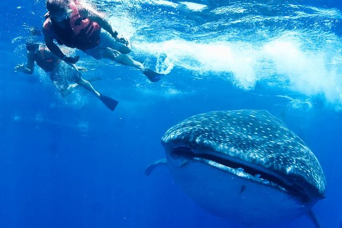 Whale Sharks Small-Group Tour in Cancun and Riviera Maya - Sun protection and practical packing