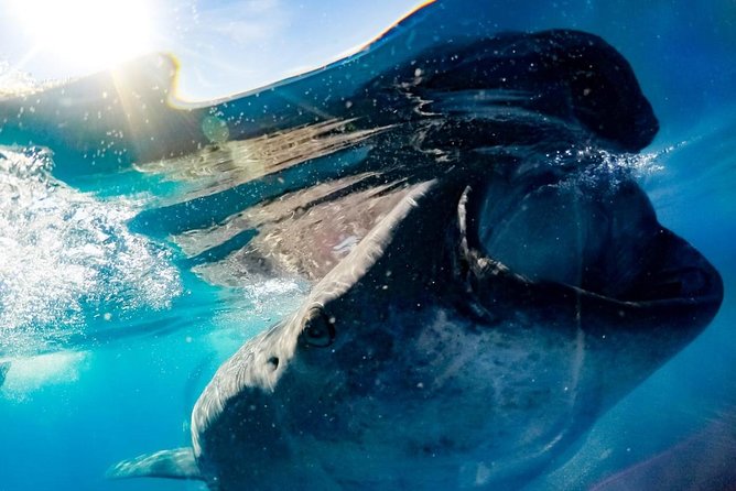 Whale Sharks Small-Group Tour in Cancun and Riviera Maya - The guides make a real difference