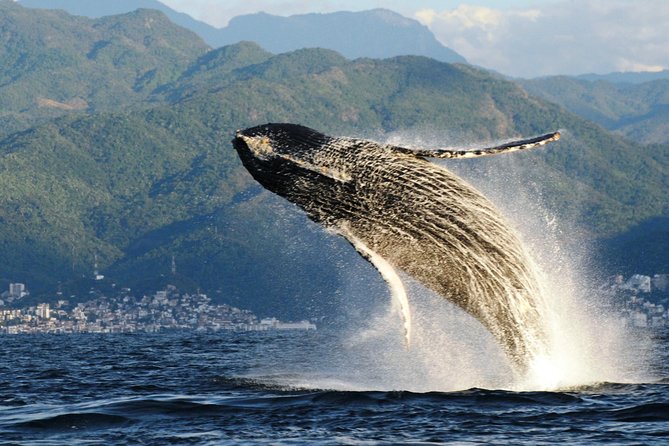 Whale Watching Adventure – Led by a Marine Biologist - Why this Puerto Vallarta whale trip feels different