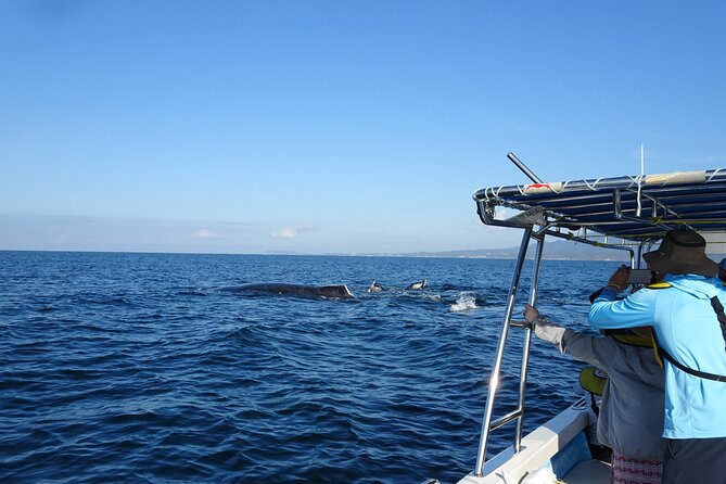 Whale Watching Adventure – Led by a Marine Biologist - What the biology lesson adds