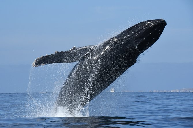 Whale Watching Adventure – Led by a Marine Biologist - What you may see on the water