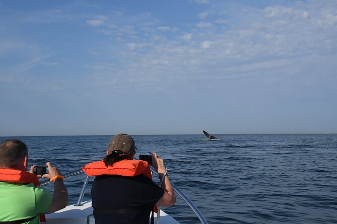 Whale Watching Adventure – Led by a Marine Biologist - The best time and the limits of wildlife watching
