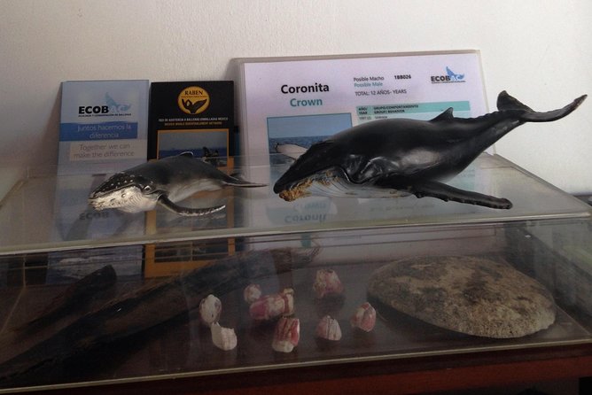 Whale Watching Adventure – Led by a Marine Biologist - The 8:30 am start at Ecotours Vallarta