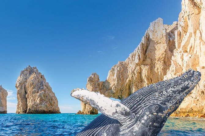 Whale Watching and Cabo San Lucas Arch - What this Cabo boat trip is really about