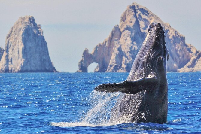 Whale Watching and Cabo San Lucas Arch - From Cabo Marina to the Arch