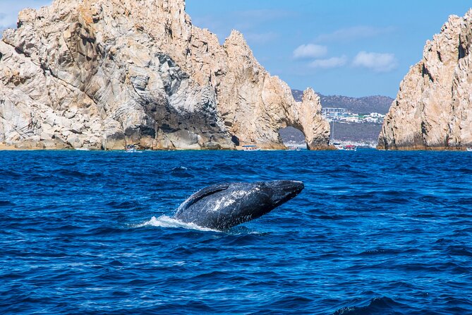 Whale Watching by Zodiac in Cabo San Lucas with Photos Included - December through April is the right season