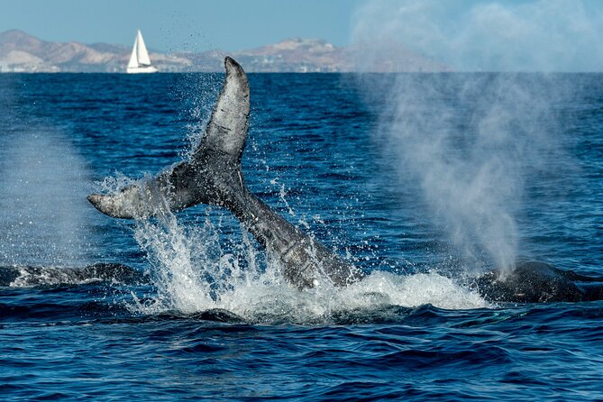 Whale Watching by Zodiac in Cabo San Lucas with Photos Included - Searching for whales with Pepe, Mario, Raz, and Pedro