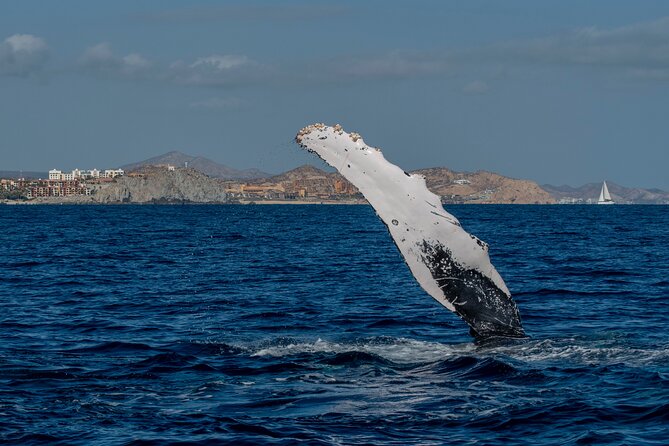 Whale Watching by Zodiac in Cabo San Lucas with Photos Included - Listening to whale songs with the hydrophone