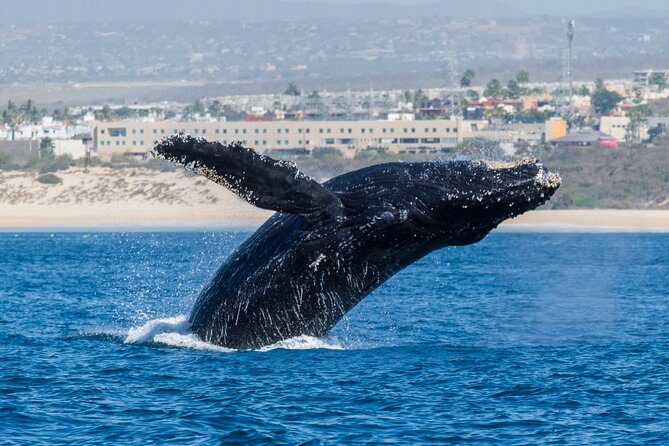 Whale Watching by Zodiac in Cabo San Lucas with Photos Included - Other wildlife you might see