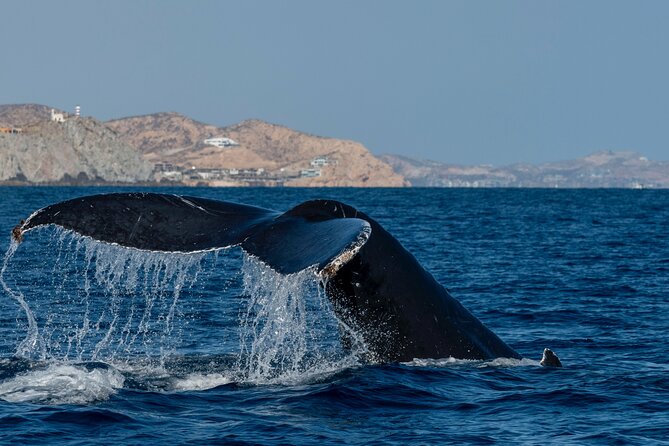 Whale Watching by Zodiac in Cabo San Lucas with Photos Included - Photos, videos, snacks, and the real value of $85