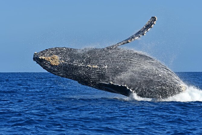 Whale Watching by Zodiac in Cabo San Lucas with Photos Included - Who will enjoy this boat ride most