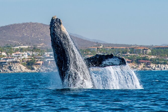 Whale Watching by Zodiac in Cabo San Lucas with Photos Included - What happens from the marina to the arch
