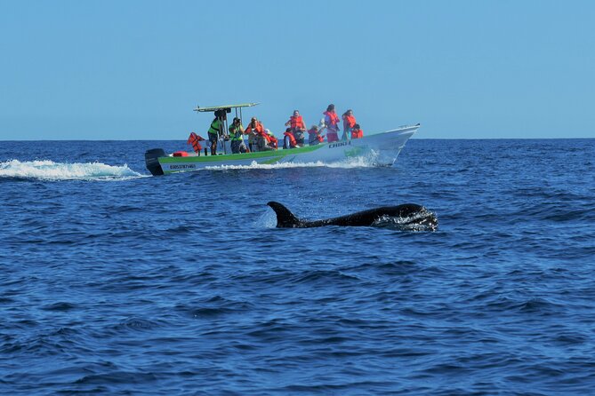 Whale Watching Cabo-Women crew-Sightings Guaranteed & Free Photos - Meeting the boat at Cabo San Lucas Marina