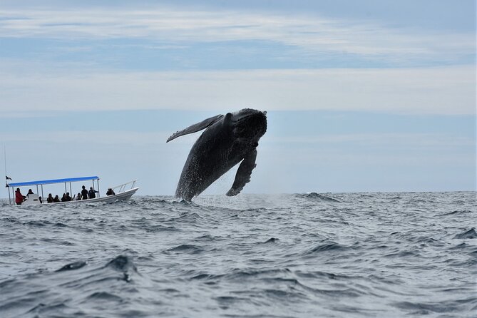 Whale Watching Cabo-Women crew-Sightings Guaranteed & Free Photos - What the included photos are worth