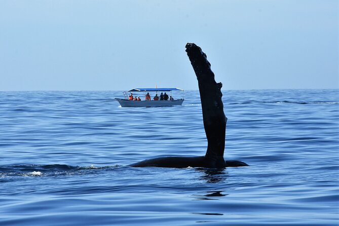 Whale Watching Cabo-Women crew-Sightings Guaranteed & Free Photos - Is $100.15 a good value?
