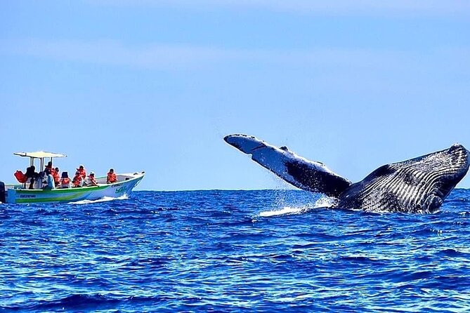 Whale Watching Cabo-Women crew-Sightings Guaranteed & Free Photos - Timing, weather, and cancellation details