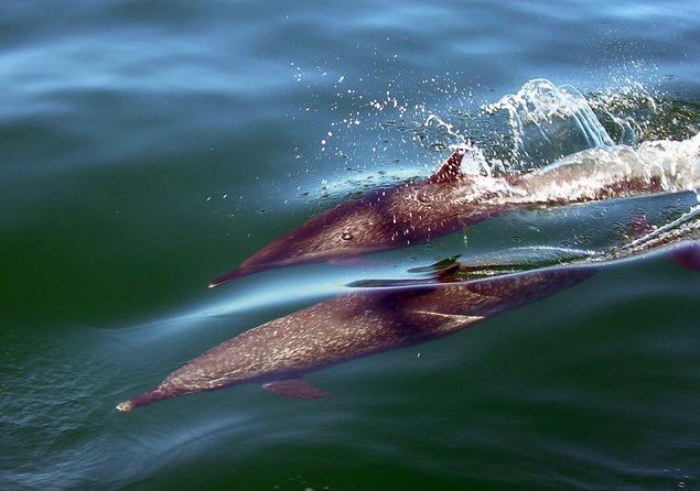 Whale Watching Cruise In Puerto Vallarta & Nuevo Vallarta - Why Banderas Bay makes this cruise worthwhile