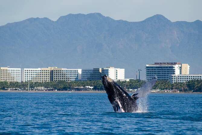 Whale Watching Cruise In Puerto Vallarta & Nuevo Vallarta - What the whale watching portion is really like