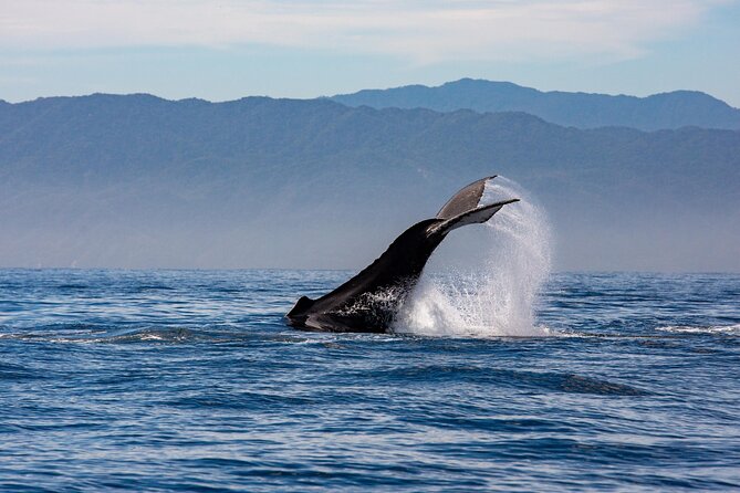 Whale Watching Cruise In Puerto Vallarta & Nuevo Vallarta - The parts that may not suit everyone
