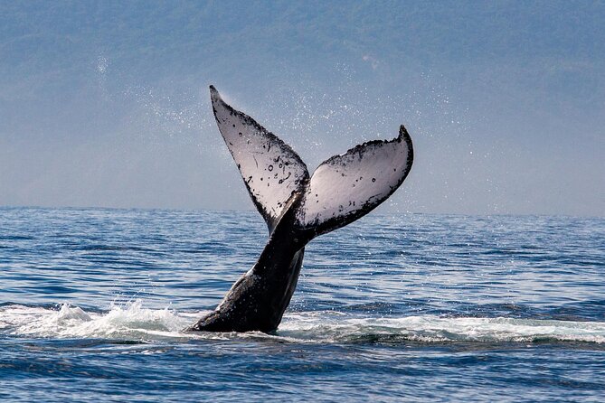 Whale Watching Cruise In Puerto Vallarta & Nuevo Vallarta - Is $99 a fair price?
