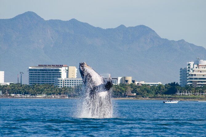 Whale Watching Cruise In Puerto Vallarta & Nuevo Vallarta - Breakfast first, then a light Mexican lunch