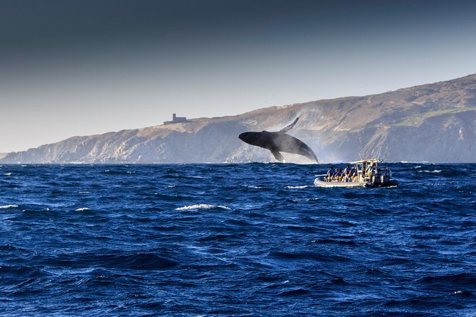 Whale Watching Dinner Cruise in Cabo San Lucas - Open Bar, Music, and a Crew Show